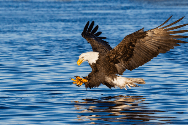 An eagle catching fish representing laser-focused sales hunters looking for more leads