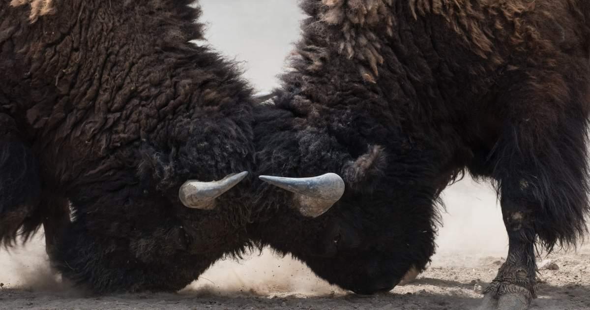 Sales vs Marketing is like two bison butting heads; they often struggle to get along.
