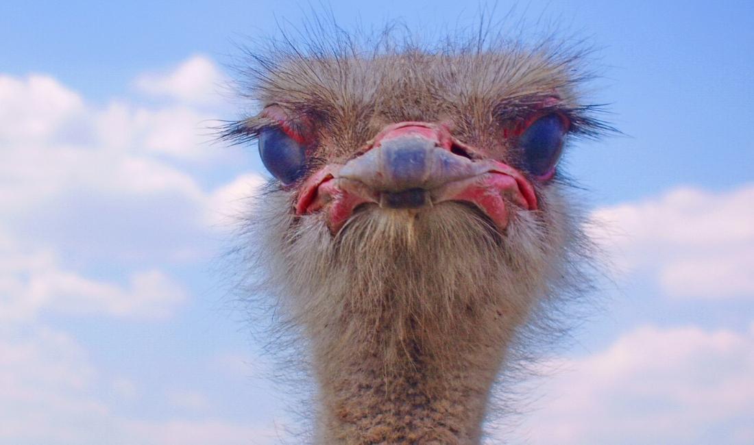 Nobody gets better by acting like an ostrich and sticking their head in the sand; you should be tracking KPIs to improve in sales.